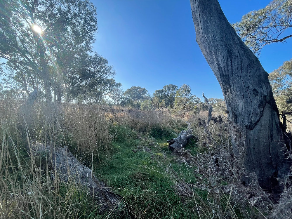 The Molong rehabilitation site