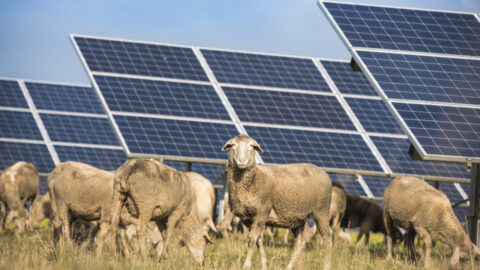Win-win: how solar farms can double as havens for our wildlife
