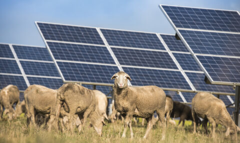 Win-win: how solar farms can double as havens for our wildlife