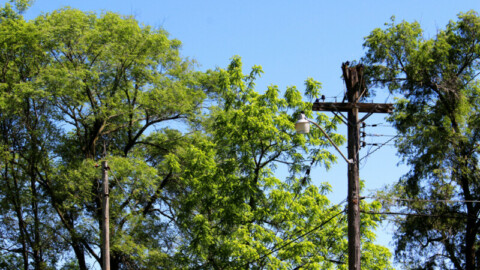 Powerline pruning regulations ramp-up