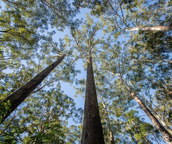 Tree canopy